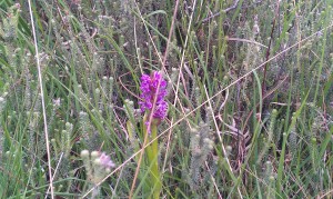 Wild Orchid at Elstead Moat