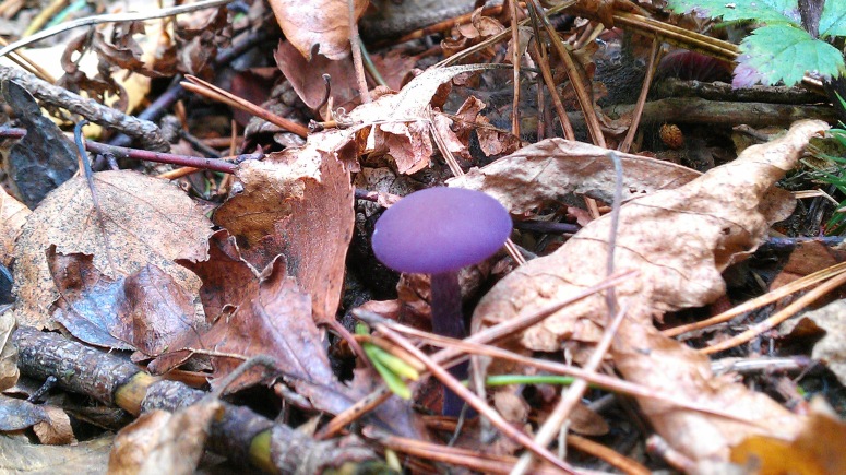 Amethyst Deceiver toadstool seen in woods at Leith Hill.