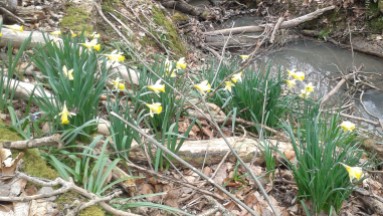 Wild Daffodils at Wallis Wood