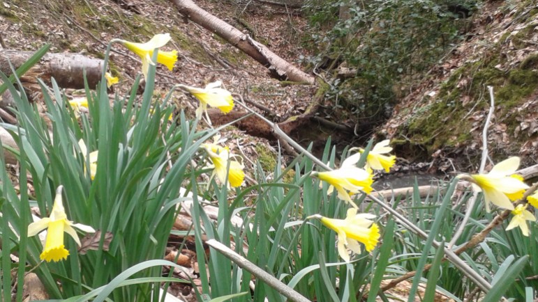 Close up of Wild Daffodils